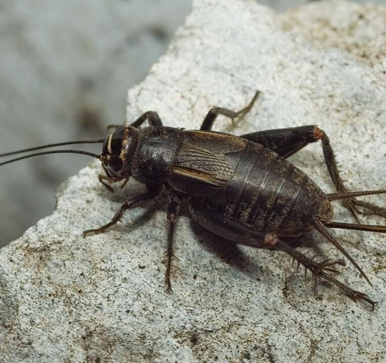 the lucky scarab beetle